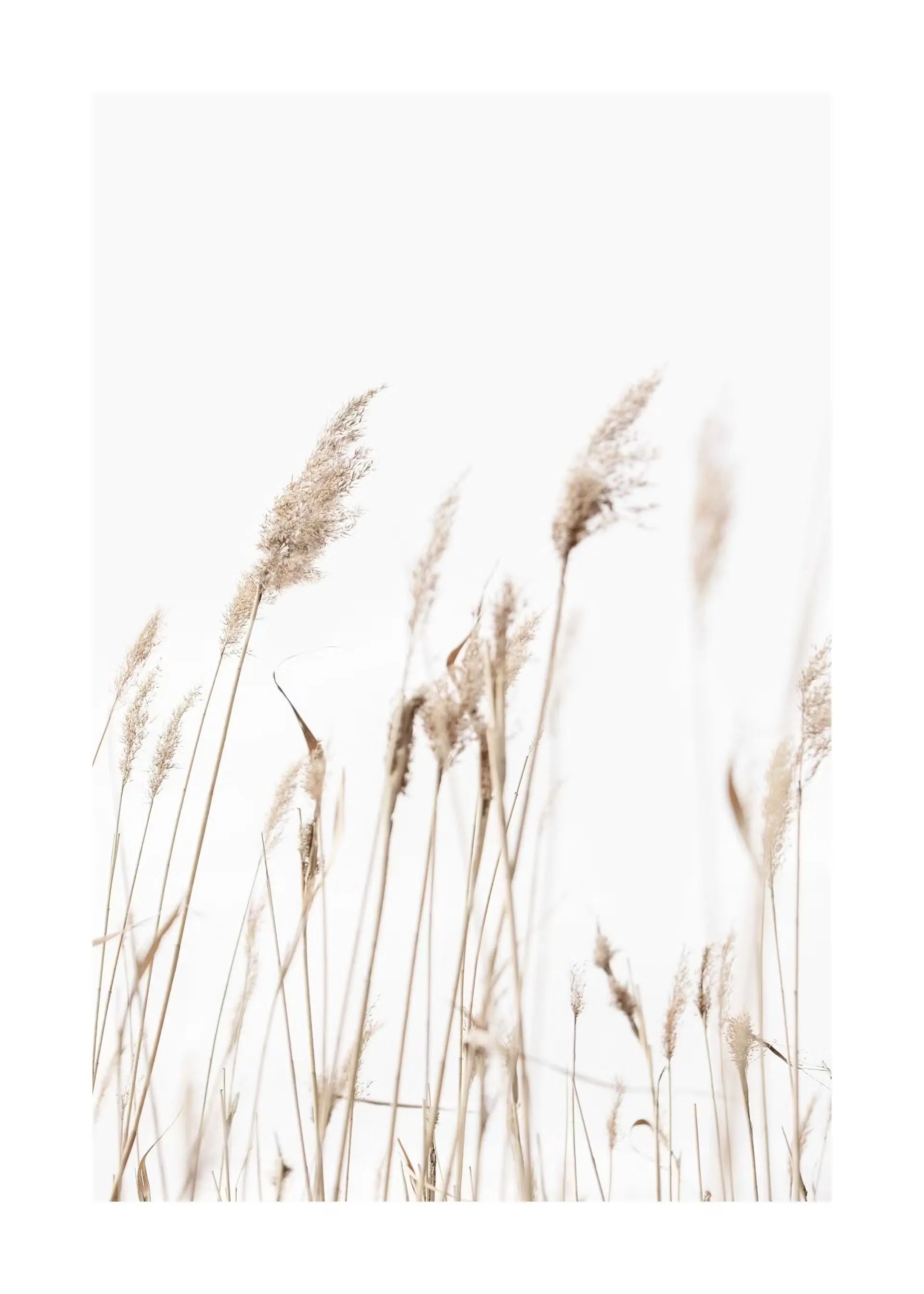 Beige Flower Grass Scenery Wall Art