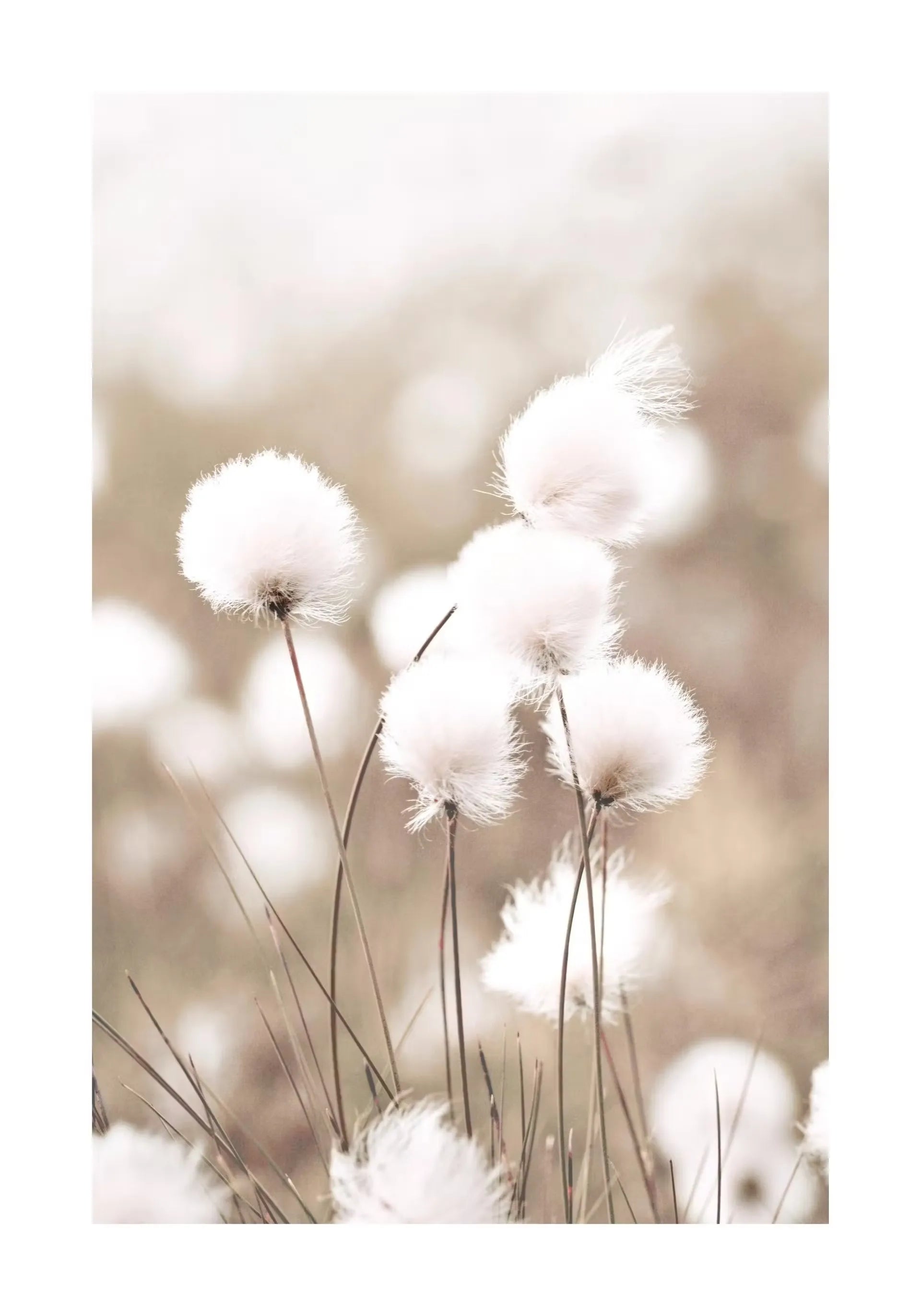 Beige Flower Grass Scenery Wall Art