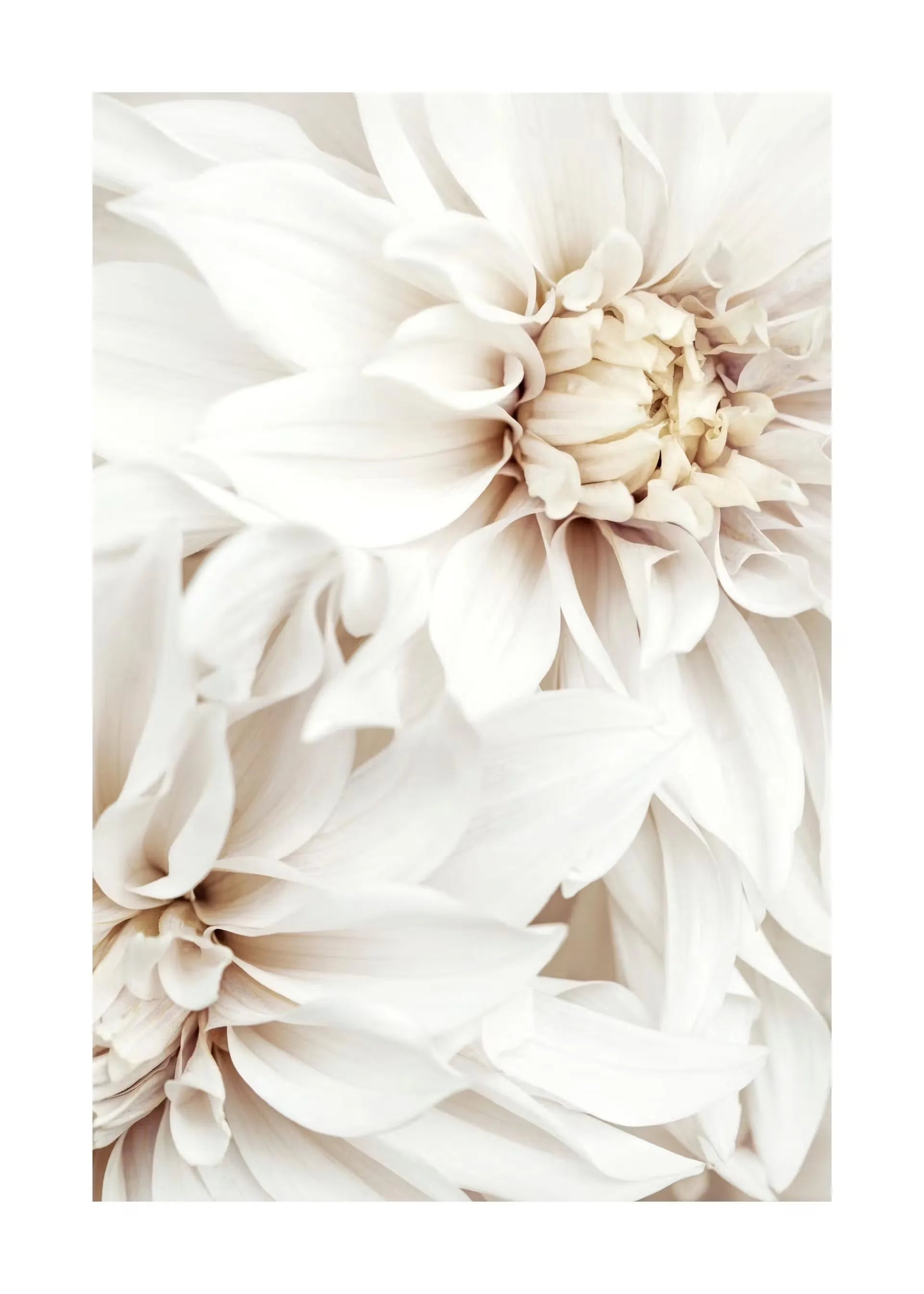 Beige Flower Grass Scenery Wall Art