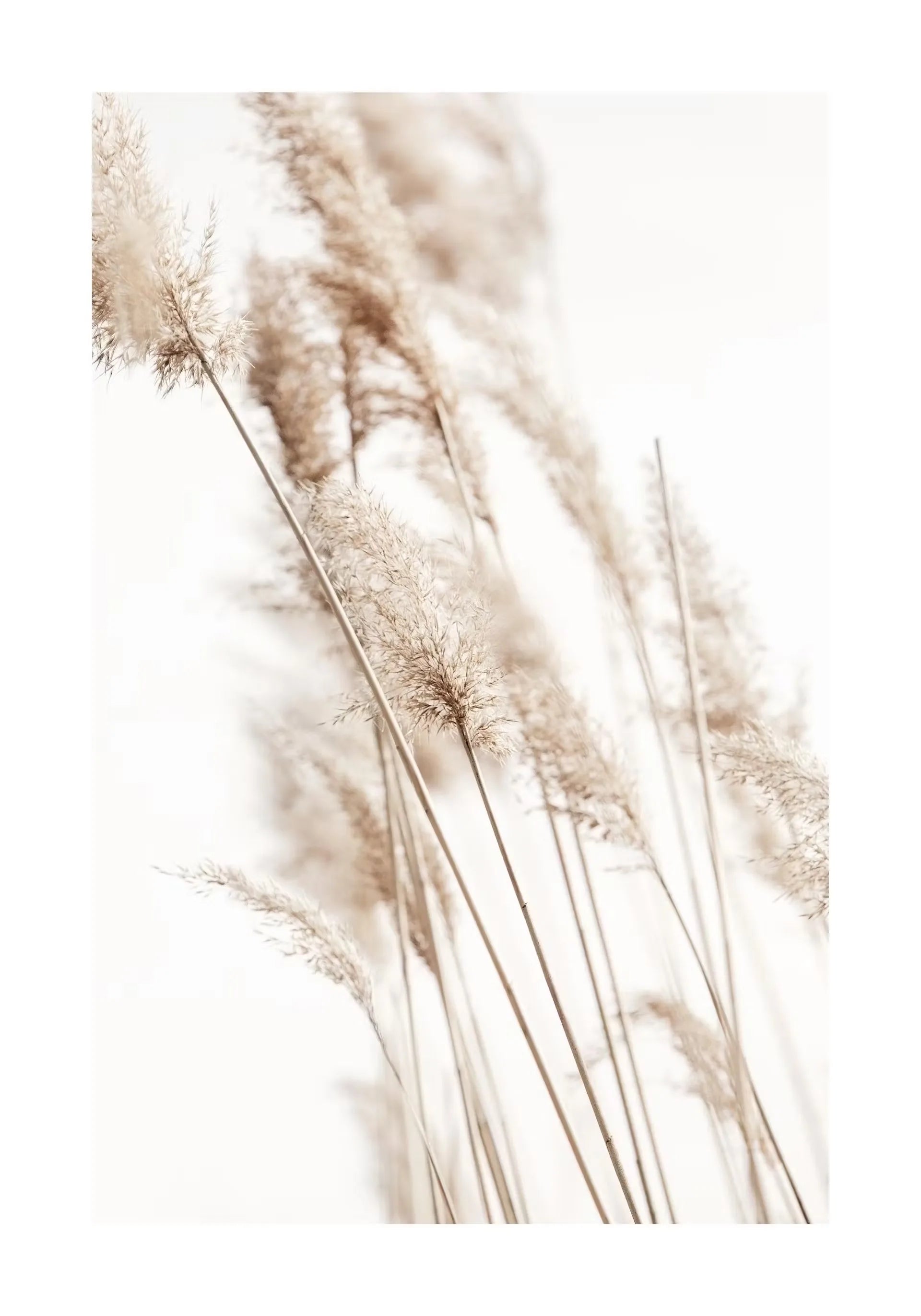 Beige Flower Grass Scenery Wall Art