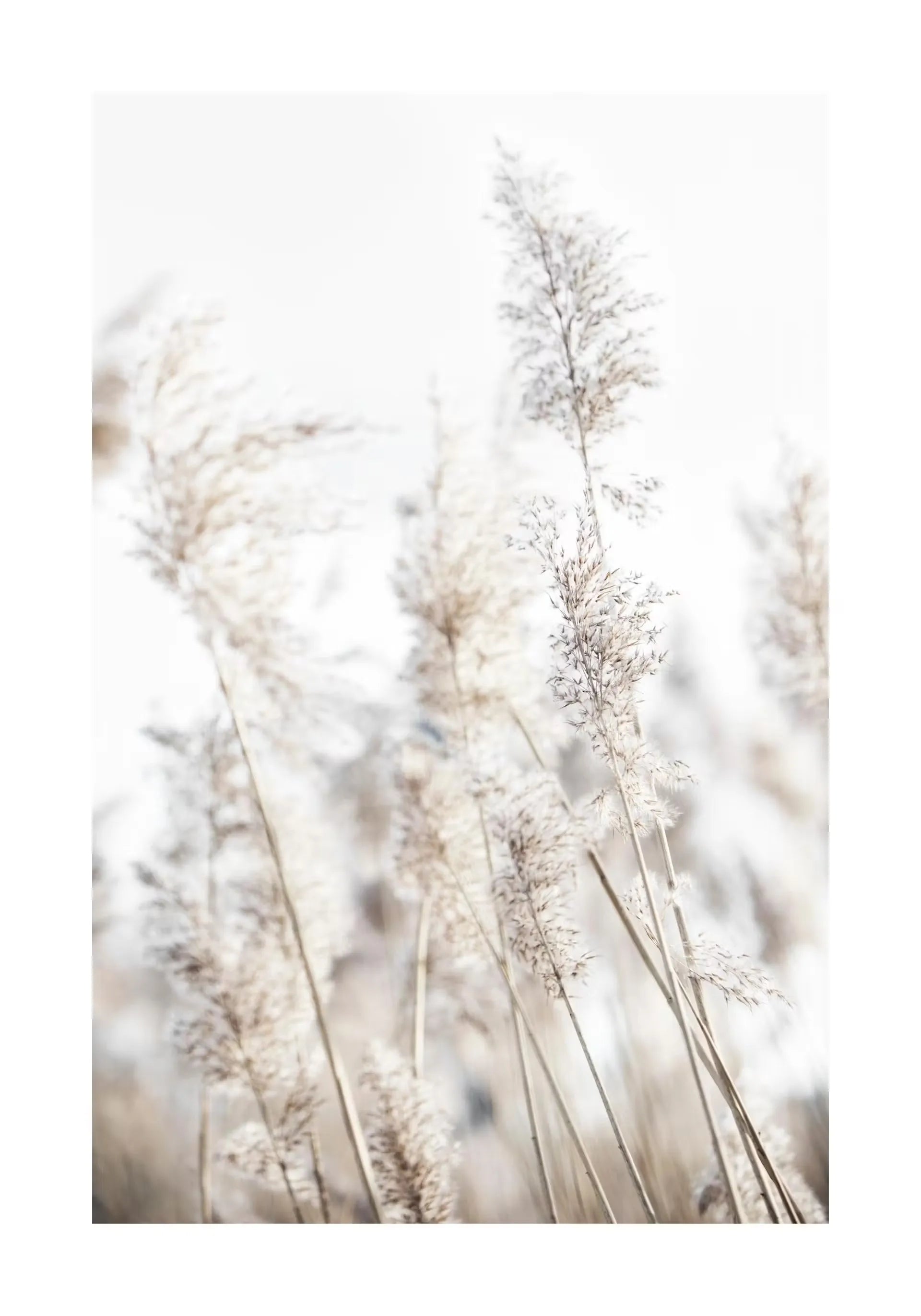 Beige Flower Grass Scenery Wall Art